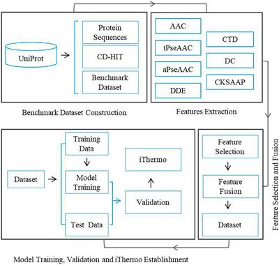 iThermo: A Sequence-Based Model for Identifying Thermophilic Proteins Using a Multi-Feature Fusion Strategy